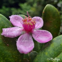 <i>Rhodomyrtus tomentosa</i>  (Aiton) Hassk.